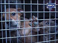 RSPCA EXPOSED BBC Inside Out's Glenn Campbell investigates.